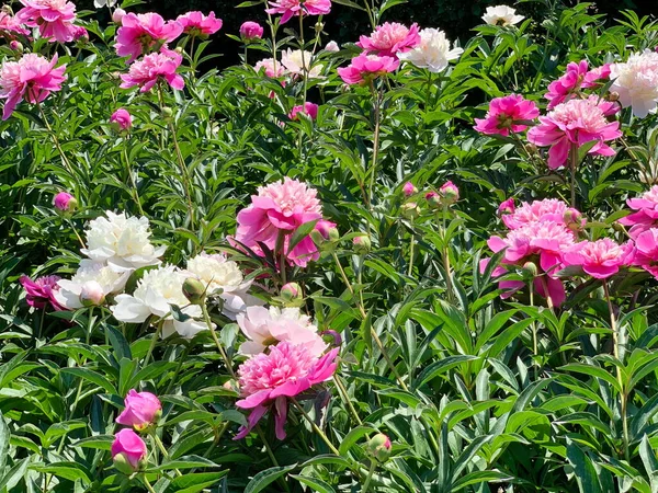 Profusely Blooming Pink White Double Peonies Sunny Summer Day Lots — Stock Photo, Image