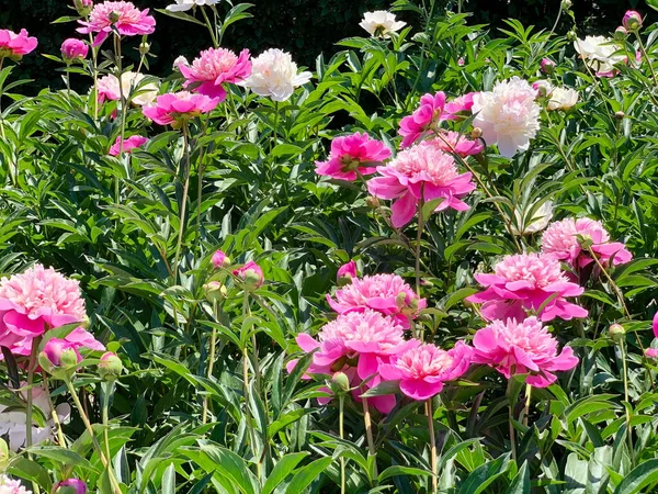 Bohatě Kvetoucí Růžové Bílé Dvojité Pivoňky Slunečný Letní Den Spousta — Stock fotografie