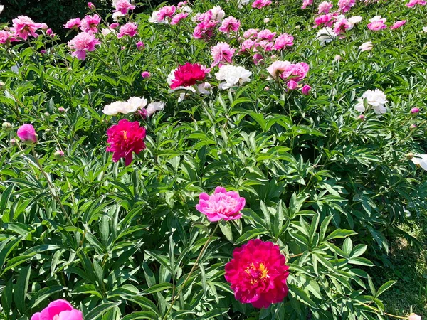 Profusely Blooming Pink White Red Terry Peonies Sunny Summer Day — Stock Photo, Image