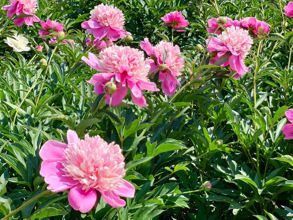 Profusely Blooming Pink Double Peonies Sunny Summer Day Lots Flowers — Stock Photo, Image