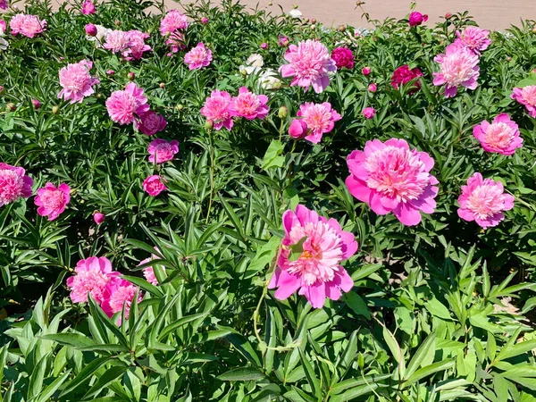 Profusely Blooming Pink Double Peonies Sunny Summer Day Lots Flowers — Stock Photo, Image