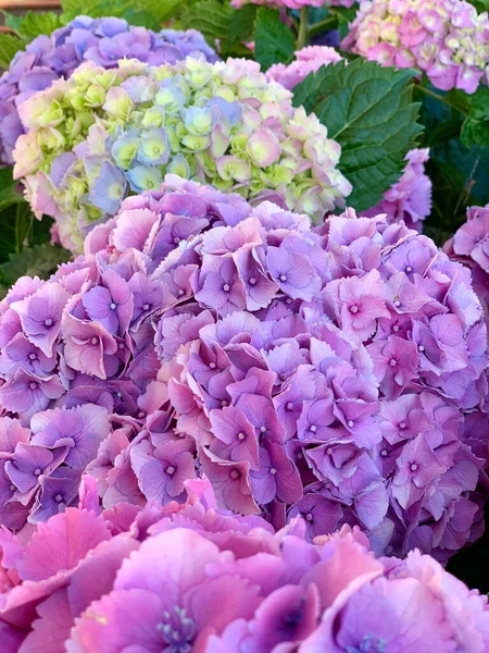Magníficas Inflorescencias Hortensias Grandes Delicado Color Rosa Púrpura Una Hermosa —  Fotos de Stock