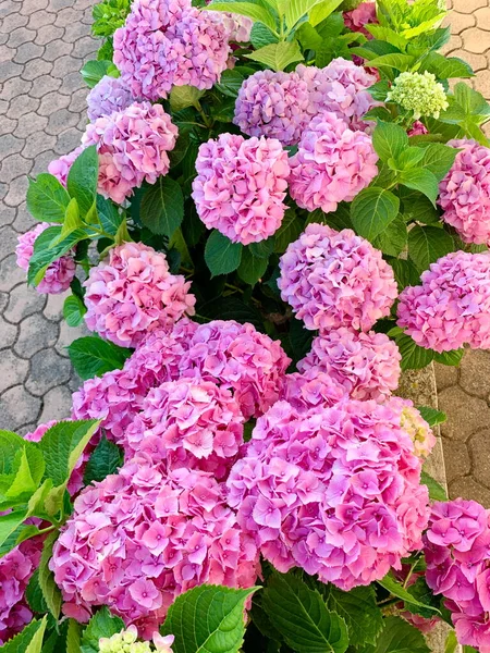 Frodiga Blomstã Llningar Rosa Hortensia Nga Blommor Ovanifrã Sommar Grã — Stockfoto