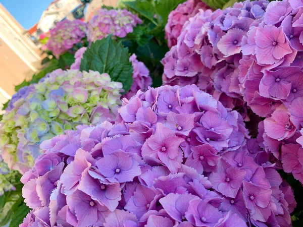 Vackra Stora Hortensia Blomstã Llningar Delikat Lila Rosa Vacker Blomma — Stockfoto