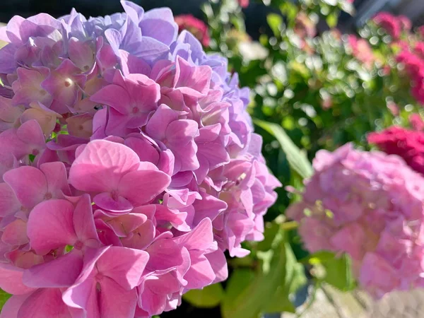 Ortanca Çiçeği Yumuşak Pembe Bir Mavi Renktir Diğer Pek Çok — Stok fotoğraf