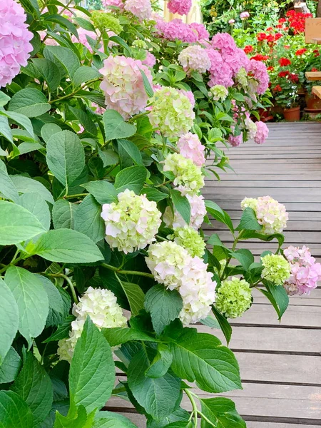 一种大型的水草灌木 粉红色和白色球状花 背景上的红色花朵 — 图库照片