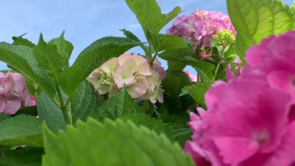 Hortênsia Esférica Rosa Branca Brilhante Folhas Verdes Balançando Vento Verão — Vídeo de Stock