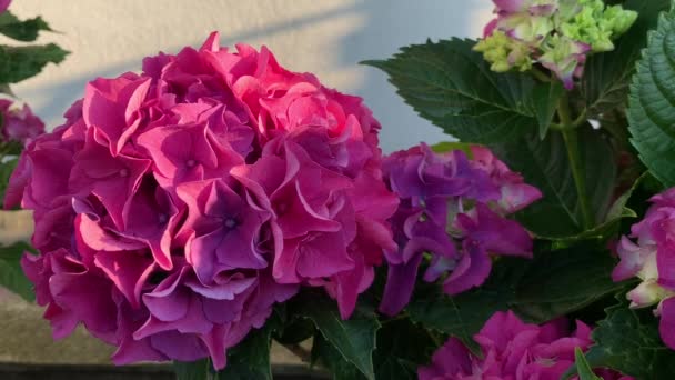Duży Kwiatostan Różowego Hortensji Kulisty Kształt Lekkie Machanie Wietrze Zielone — Wideo stockowe