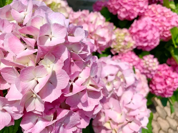 Blekrosa Blommor Sfärisk Form Hortensia Med Övergång Till Vit Färg — Stockfoto