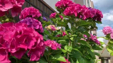 Pembe ortancaların parlak küresel ciltleri, güneşli yaz günü, yeşil yapraklar, rüzgardan sallanan ışık.