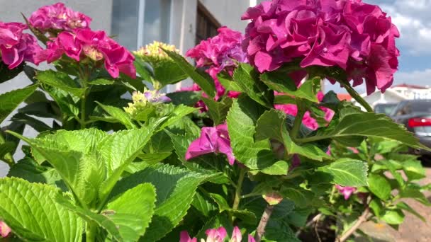 Bright Spherical Inflorescences Pink Hydrangea Sunny Summer Day Green Leaves — Stock Video
