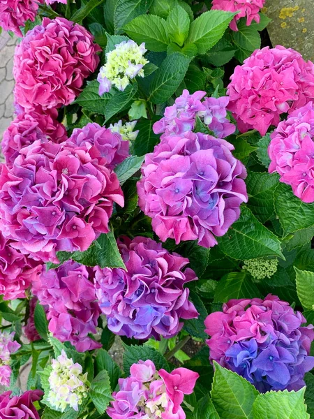 Rosa Lila Sfäriska Blomstã Llningar Hortensior Stora Blommor Ovanifrã Sommar — Stockfoto