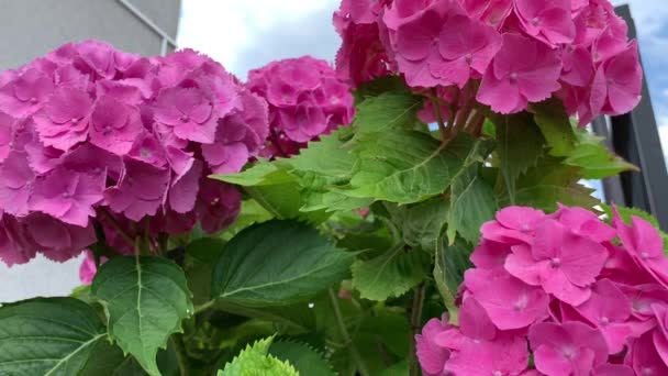Большие Сферические Соцветия Розовых Гортензий Легкое Перемешивание Ветра Лето Период — стоковое видео