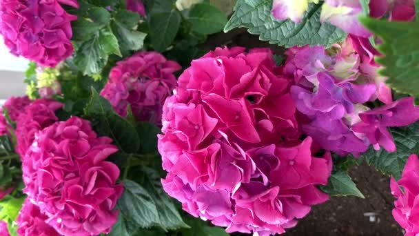 Velký Rozkvět Růžové Hortenzie Kulovitého Tvaru Světlé Vlnění Větru Zelené — Stock video