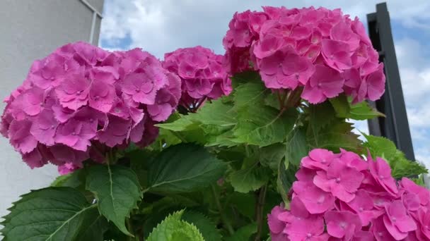 Большие Сферические Соцветия Розовых Гортензий Легкое Перемешивание Ветра Лето Период — стоковое видео