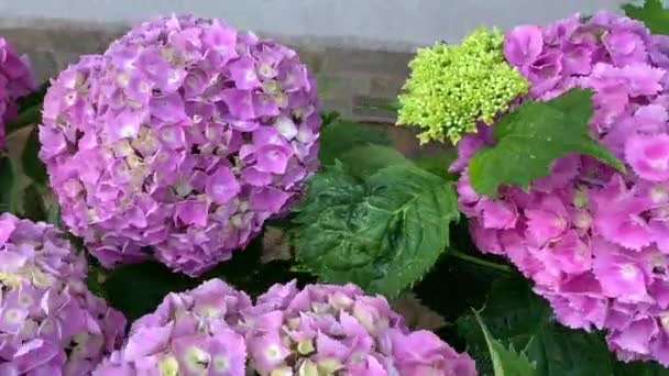 Inflorescences Sphériques Roses Hortensias Floraison Luxuriante Caméra Déplace Fleur Fleur — Video