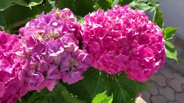 Růžové Kulaté Květenství Hortenzií Svěží Kvetení Fotoaparát Přesouvá Květu Květ — Stock video
