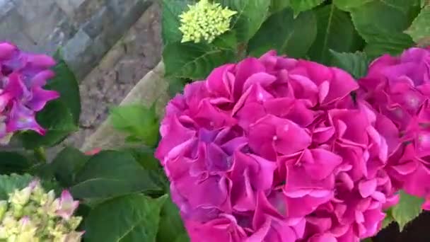 Inflorescencias Esféricas Rosadas Hortensias Floración Exuberante Cámara Mueve Flor Otra — Vídeos de Stock