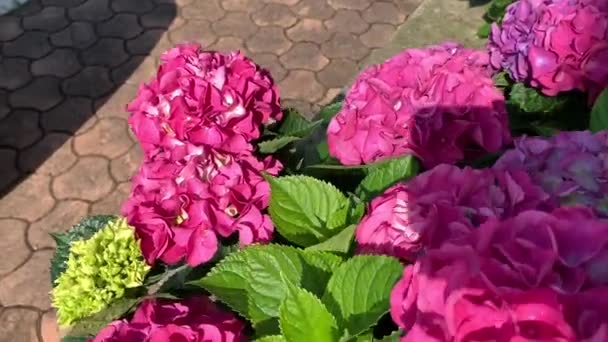 Рожеві Сферичні Суцвіття Гортензій Пишне Цвітіння Камера Переходить Від Квітки — стокове відео