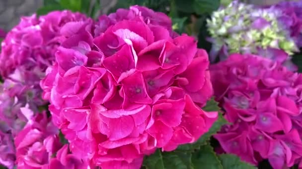 Розовые Сферические Соцветия Гортензий Пышные Цветки Камера Перемещается Цветка Цветку — стоковое видео