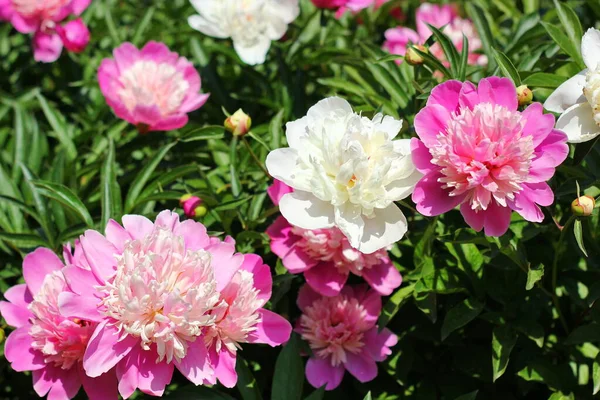 White Peony Background Many Pink Flowers Green Leaves Summer — Stock Photo, Image