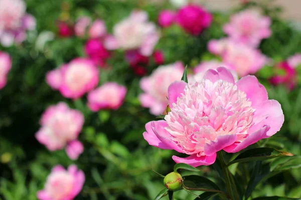 Pink Terry Peony Foreground Background Many Bright Spots Flowers Summer — Stock Photo, Image