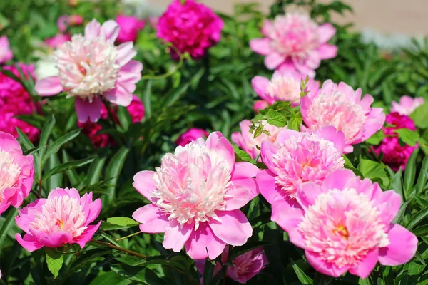 Peonies Lots Pink Flowers Background Green Leaves Summer Wonderful Time — Stock Photo, Image