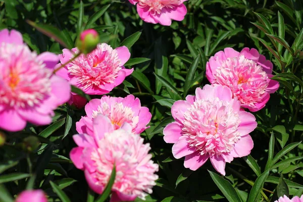 Peonies Lots Pink Flowers Background Green Leaves Summer Wonderful Time — Stock Photo, Image