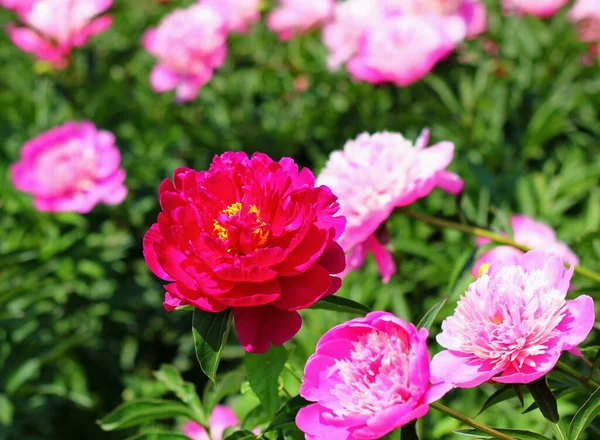 Red Peony Background Many Pink Flowers Green Leaves Summer — Stock Photo, Image