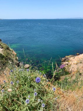 Kurumuş çiçekler, deniz kıyısındaki kayaların arasında büyüyen dikenler, mavi bir su kütlesi, yeşil alglerle kaplı taşlar.