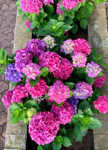 Rosa Lila Kugelige Blütenstände Von Hortensien Große Blüten Draufsicht Sommer — Stockfoto