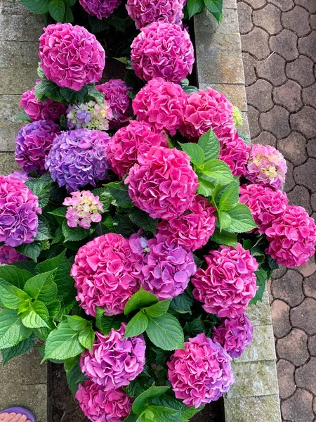 분홍색 자줏빛 하이드라게 위에서 잎들의 꽃차례들 — 스톡 사진