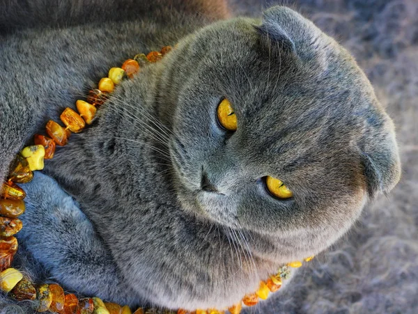 Кіт в бурштиновому бісері — стокове фото