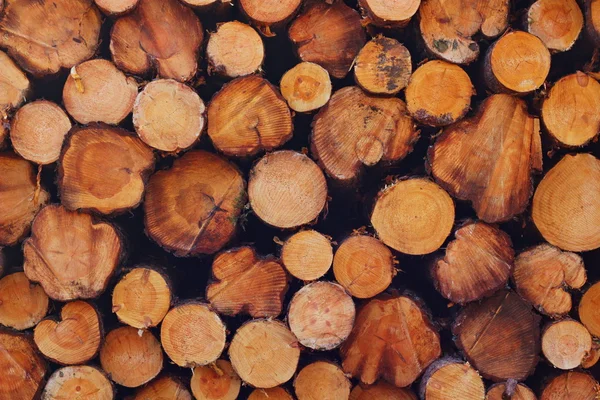 Cut down timber — Stock Photo, Image