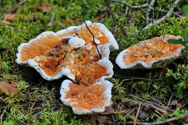 Une famille de champignons dans la forêt — Photo