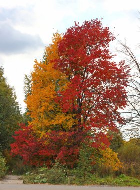 Sonbahar, sarı ve kırmızı ağacının yaprakları