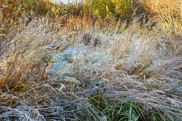 Frost ile kaplı çimen — Stok fotoğraf