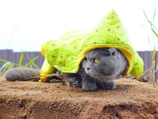 Kedi kış için hazır — Stok fotoğraf