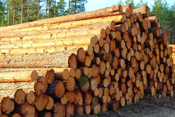 Pile of cut down trees — Stock Photo, Image
