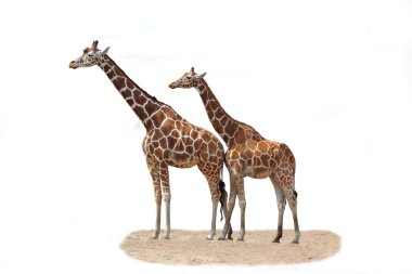 Beyaz bir arka plan üzerinde iki zürafa