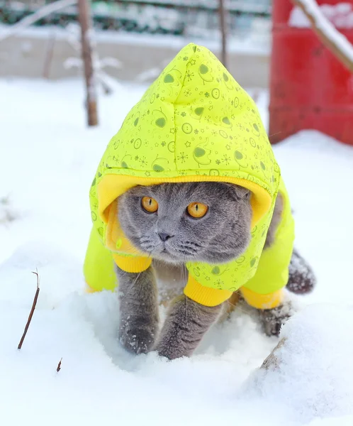 Kat wandelingen op sneeuw — Stockfoto