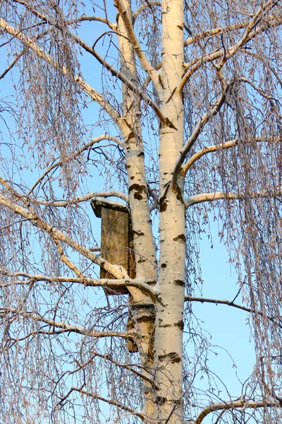 huş ağacı ve kuş yuvası