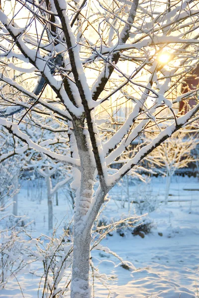 frozen apple tree