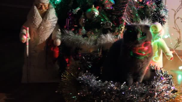 Gato gris y un espectáculo de láser en el árbol de Navidad — Vídeo de stock