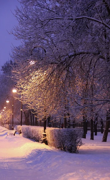 Luzes de beco e árvores cobertas de neve — Fotografia de Stock