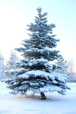 tam büyüme Ladin ağacı