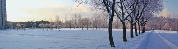 Панорамный вид на городской парк зимой — стоковое фото