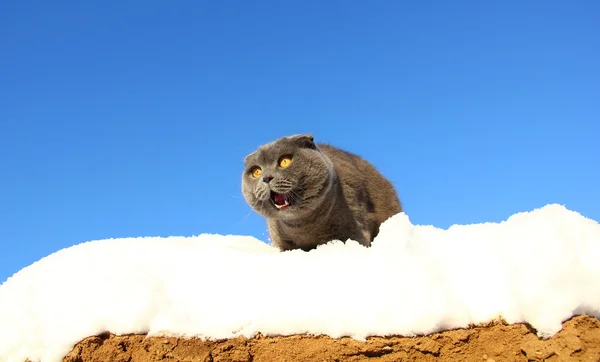 雪の中で口を開いて猫 — ストック写真