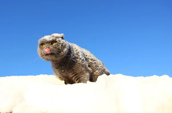 Kışın kar polisin burnunu kedi yalıyor