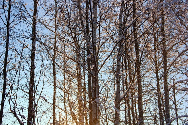 Der fallende Schnee mit Birken — Stockfoto